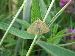 Sitochroa verticalis
