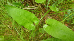 Saussurea controversa