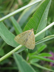 Sitochroa verticalis