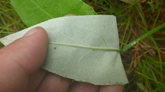 Saussurea controversa