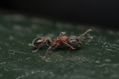Dilobocondyla fouqueti