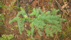 Astragalus propinquus