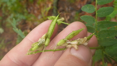 Astragalus propinquus