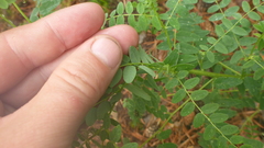 Astragalus propinquus