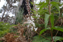 Veronica derwentiana