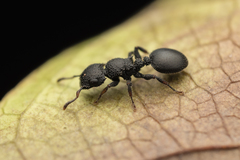 Cataulacus granulatus