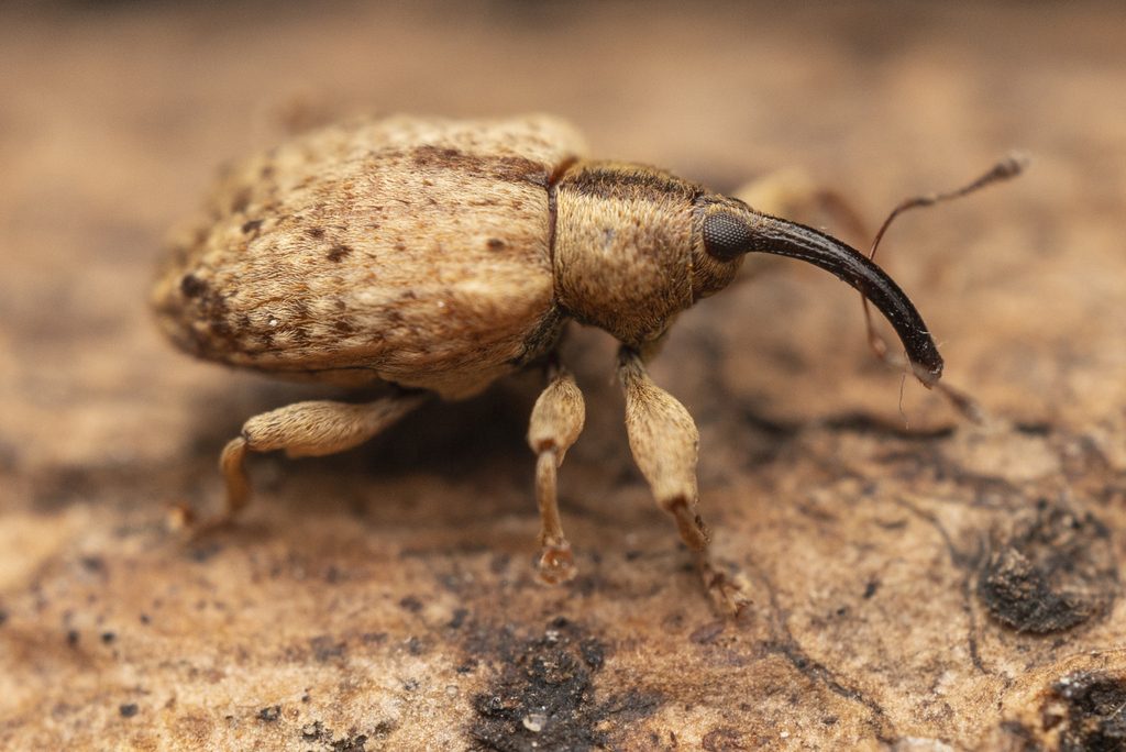 Ochyromerini