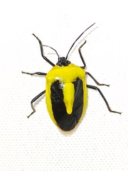 Arocera acroleuca