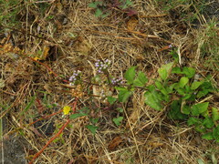 Ageratum conyzoides image