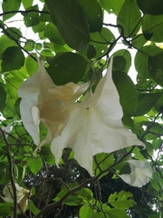 Brugmansia suaveolens