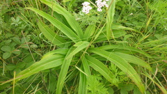 Gentiana macrophylla
