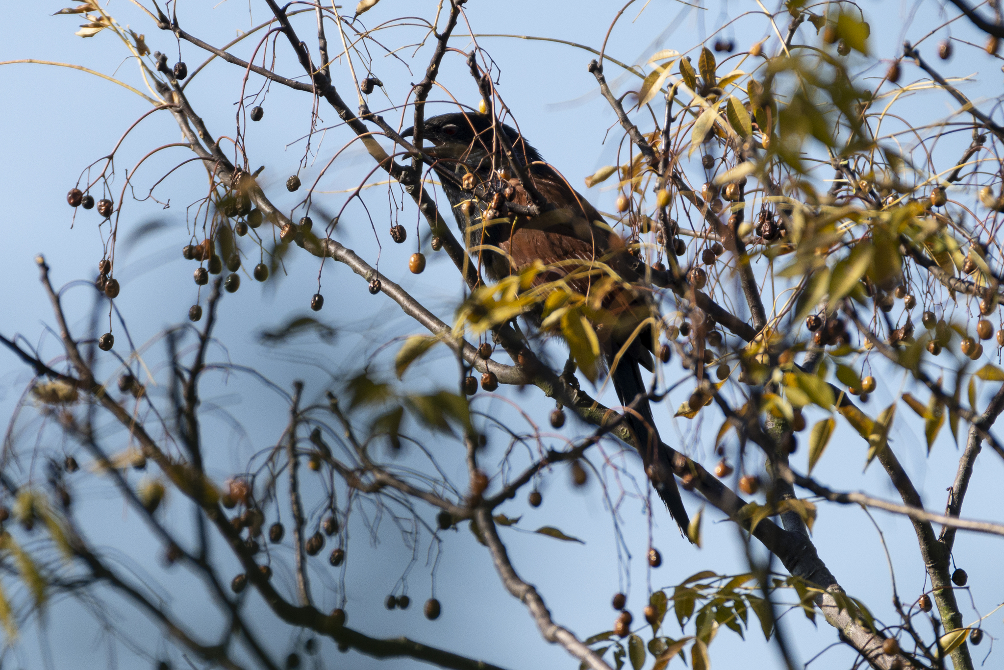 Lesser Coucal