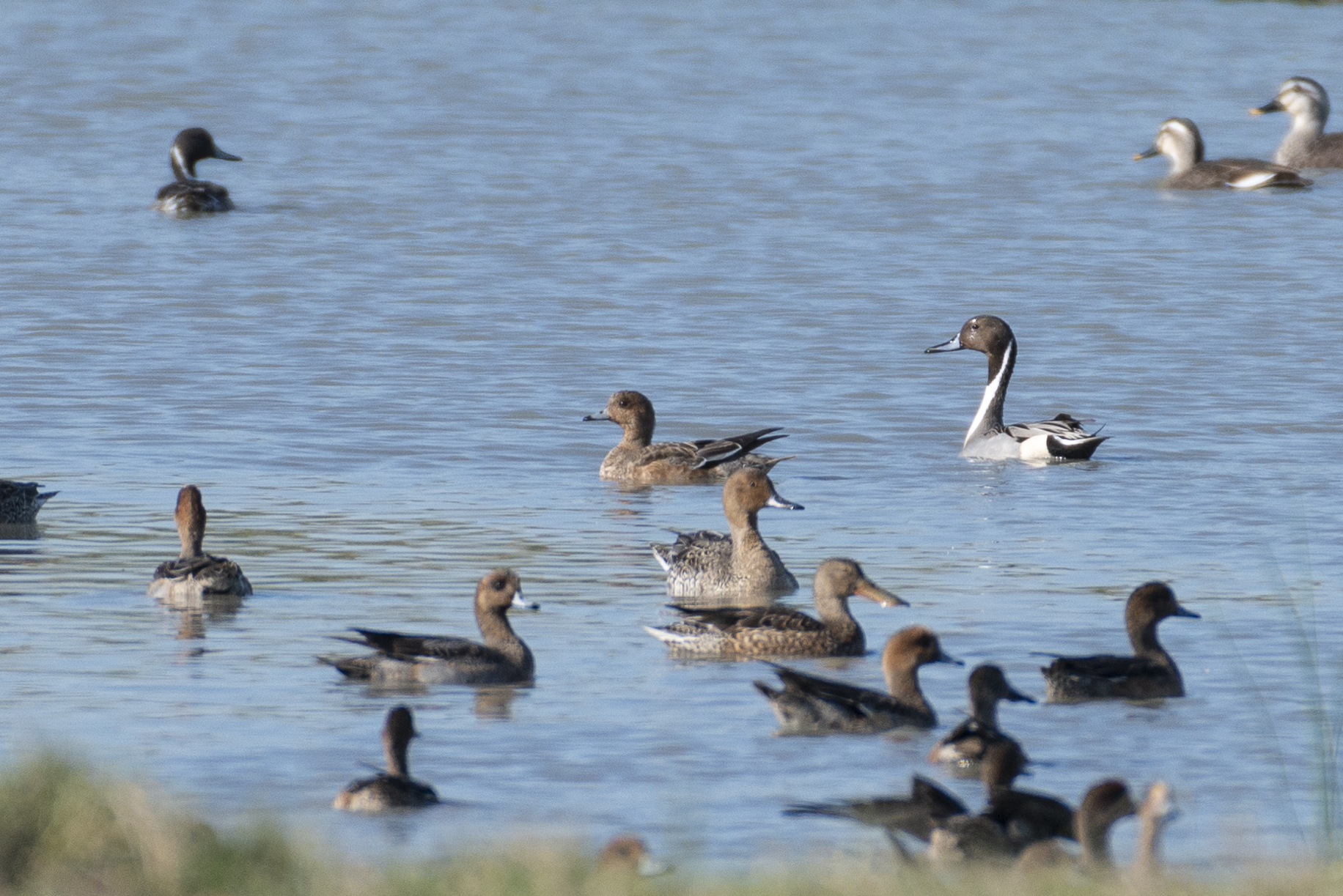 Northern Pintail