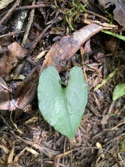Disperis lindleyana