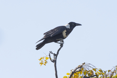 Corvus pectoralis