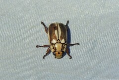 Anoplognathus abnormis
