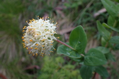 Pimelea ligustrina