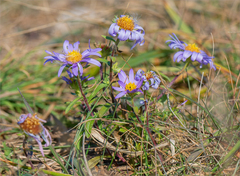 Aster hispidus