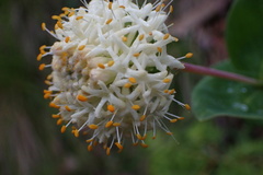 Pimelea ligustrina