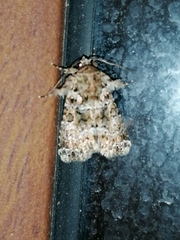 Callopistria latreillei