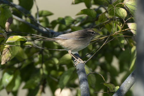 Mosquitero sombrío (Phylloscopus fuscatus)