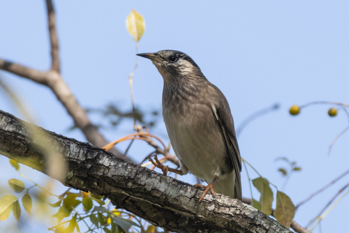 White-cheeked Starling