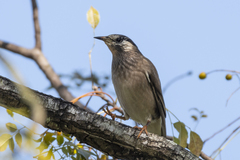 White-Cheeked Starling photo 4