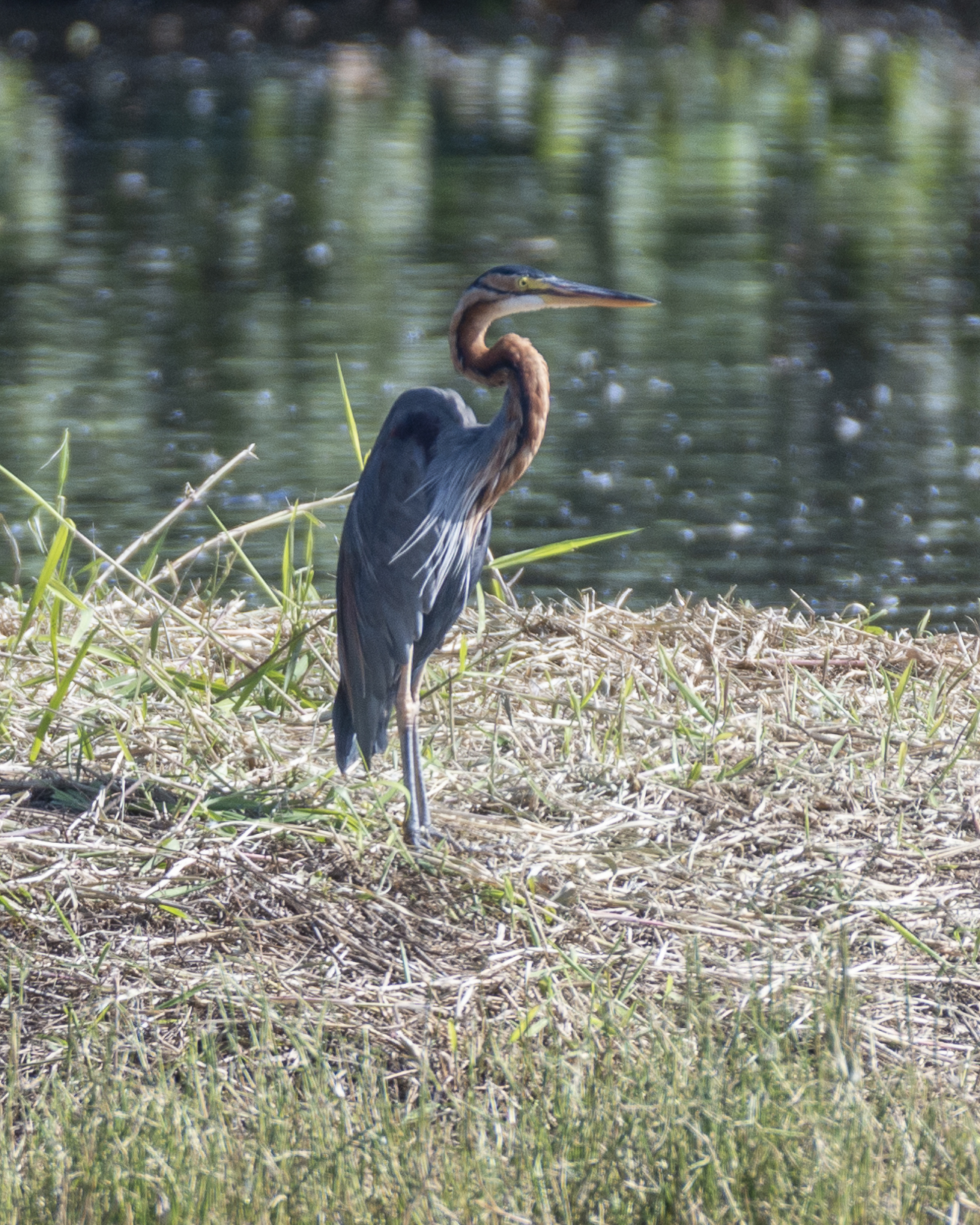 Purple Heron