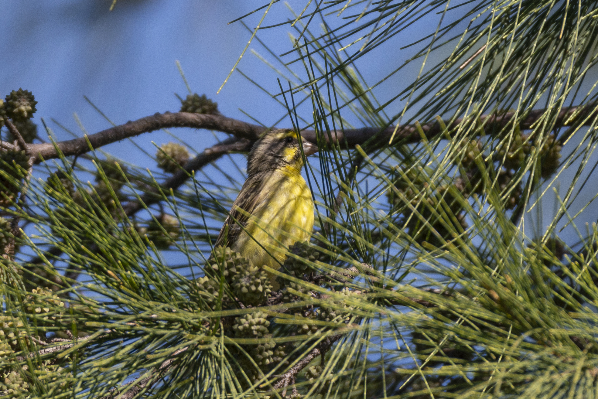 Yellow-fronted Canary