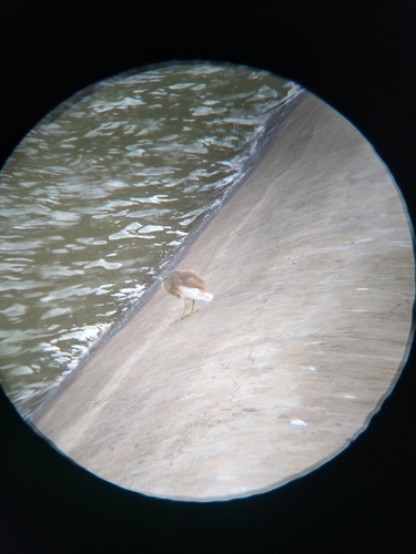 Squacco Heron