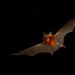 Eastern Horseshoe Bat - Photo (c) Michael Pennay, some rights reserved (CC BY-NC-ND)