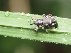 Aoplocnemis rufipes