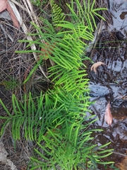 Gleichenia