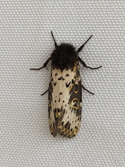 Xanthopastis timais