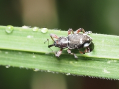 Aoplocnemis rufipes