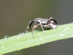 Aoplocnemis rufipes