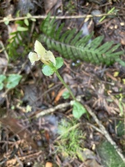 Disperis lindleyana