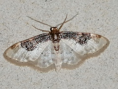 Idaea mustelata