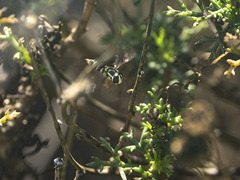 Ischiodon aegyptius
