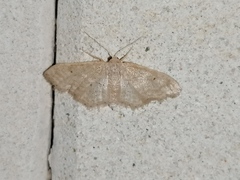 Idaea obsoletaria