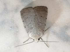 Caradrina aspersa