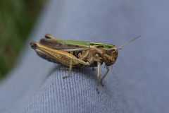 Omocestus