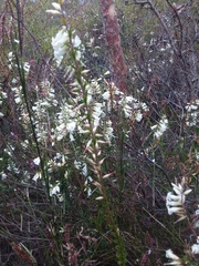 Epacris