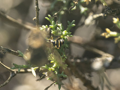 Ischiodon aegyptius