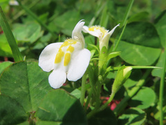Mazus miquelii