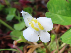 Mazus miquelii
