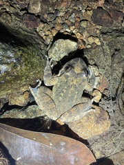 Quasipaa exilispinosa