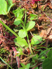 Mazus miquelii