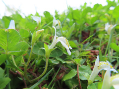 Mazus miquelii