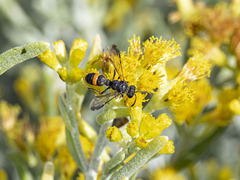 Cerceris concinna